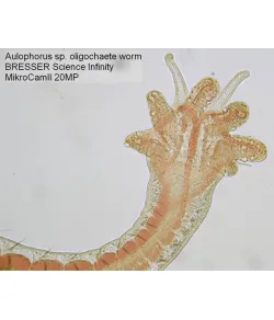 Камера микроскопа Bresser MikroCam II 20 MP 1''