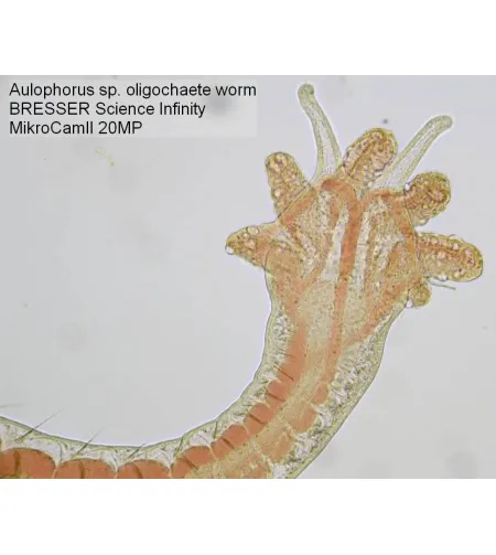 Камера микроскопа Bresser MikroCam II 20 MP 1''