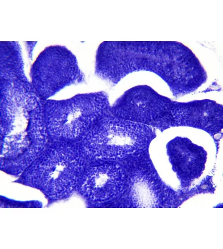 Подготовленные слайды Bresser: гистология