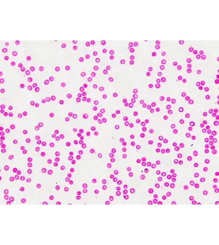 Подготовленные слайды Bresser: гистология