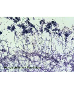 Prepared Slides 100 pcs. Box BRESSER