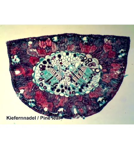 Prepared Slides 100 pcs. Box BRESSER