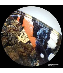 Stereomikroskopas BRESSER Analyth STR 10x - 40x