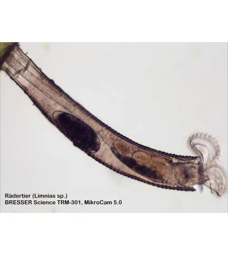 Микроскоп Bresser Science TRM 301