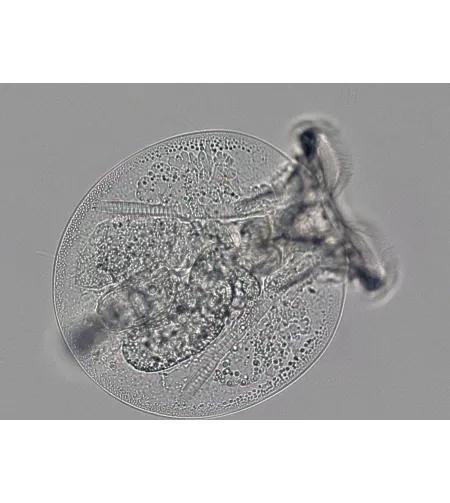 Микроскоп Bresser Science TRM 301