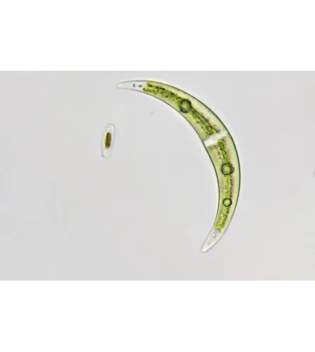 Микроскоп Bresser Science TRM 301