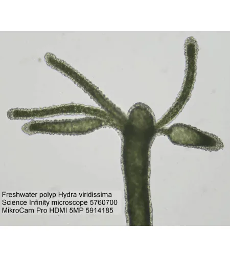 Микроскоп Bresser Science Infinity