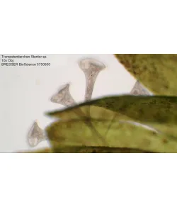 Microscope Bresser Bioscience 40-1000X Trinocular