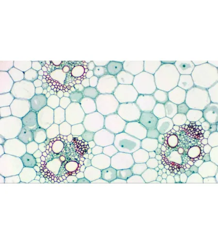 Камера цифровая окулярная Bresser MikrOkular Full HD