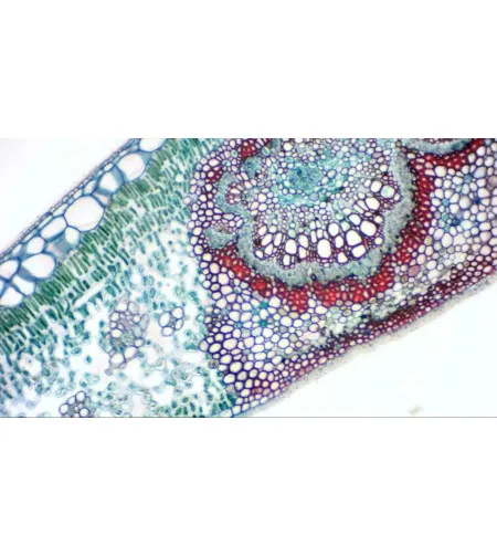 Камера цифровая окулярная Bresser MikrOkular Full HD