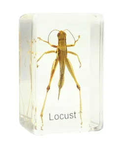 Grasshopper prepared slide Omegon