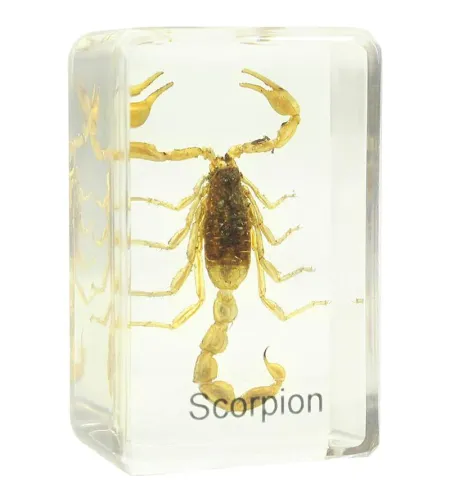 Prepared slide - scorpion, Omegon