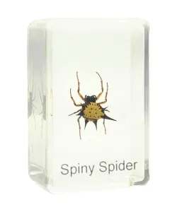 Prepared slide - spiny spider, Omegon