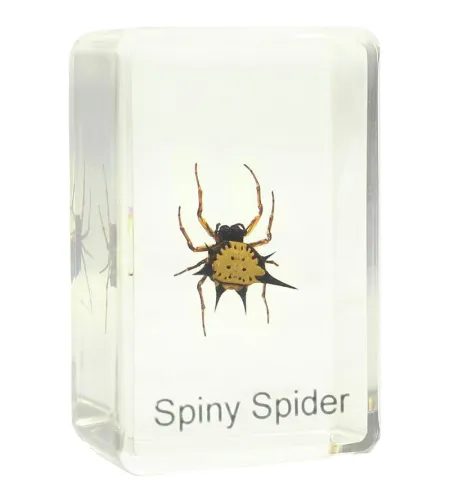 Prepared slide - spiny spider, Omegon