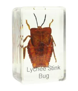 Prepared slide - shield bug, Omegon