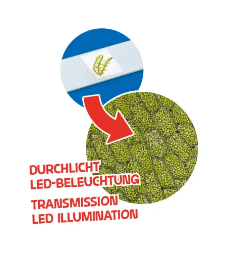 Mikroskopas 40x - 640 Junior, BRESSER