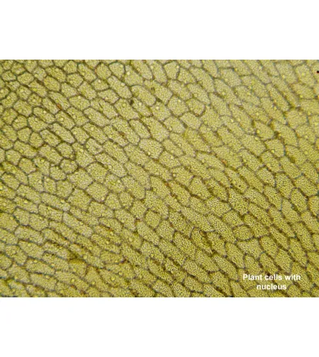 Микроскоп Biolux Touch 5MP HDMI, Digital, BRESSER