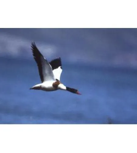 Omegon Blackstar 8x42 Binoculars