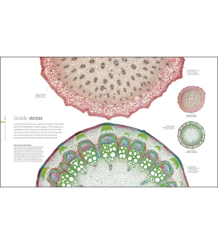 Flora: Inside the Secret World of Plants