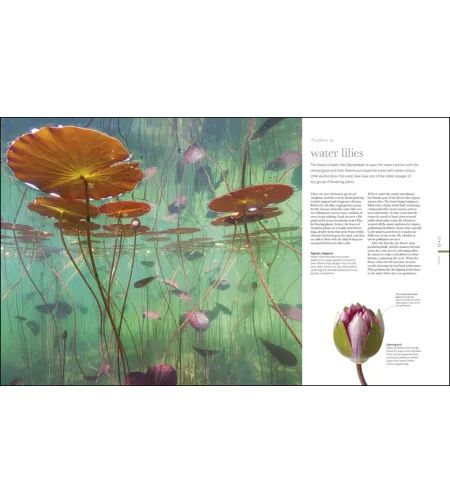 Flora: Inside the Secret World of Plants