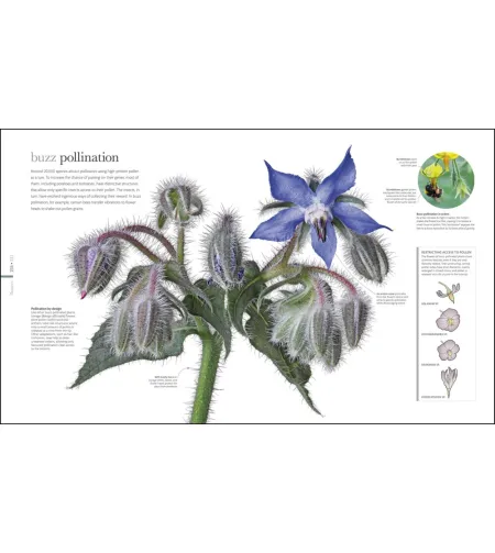 Flora: Inside the Secret World of Plants