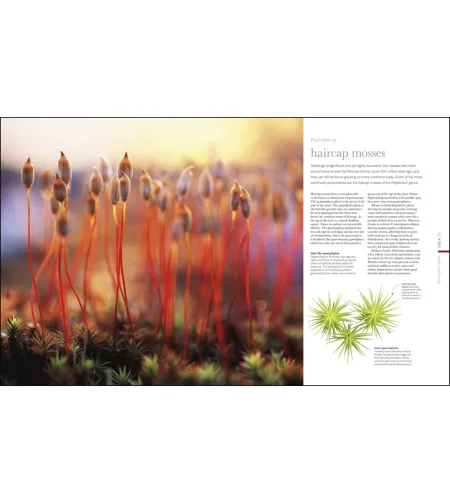 Flora: Inside the Secret World of Plants