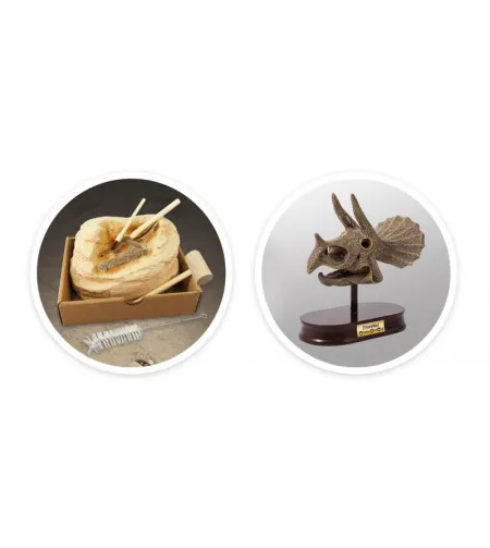 Череп динозавра - Трицератопс, Buki