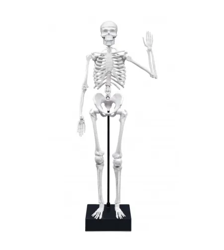 Skeleton 45 cm, Buki