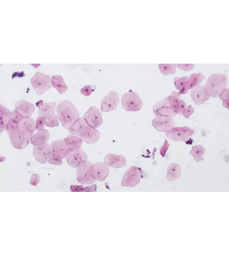 Подготовленные BRESSER слайды высокое качество набор из 10 штук