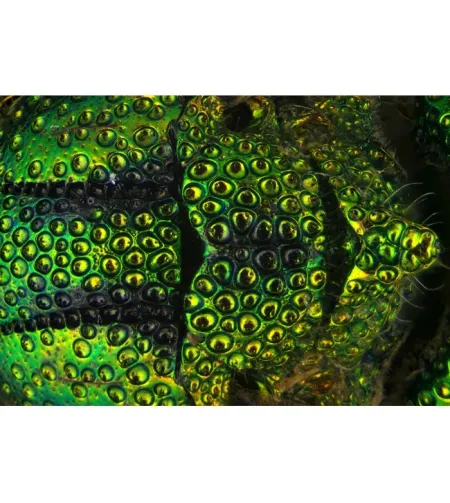 Delta Optical Discovery 90 mikroskopas